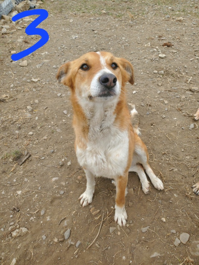 GRAOU (ex ZYZY) - femelle, de taille moyenne - né environ en février 2015 - (Ukraine - Centre RM Pascani en Roumanie) - Adoptée par Amandine (74)  27735810