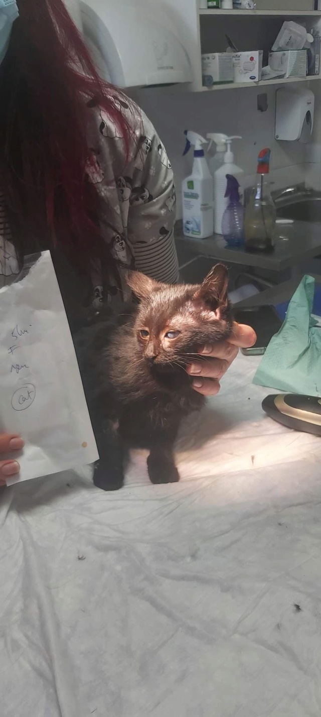 SUBTILE - chaton femelle, née environ en octobre 2021 - A la clinique de Lucian (Roumanie) - Prise en charge par l'association Secours aux Animaux en Détresse (SAD) (57) 27741613