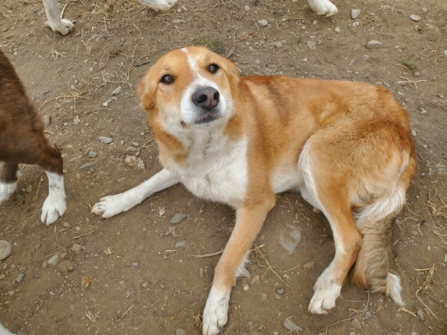 GRAOU (ex ZYZY) - femelle, de taille moyenne - né environ en février 2015 - (Ukraine - Centre RM Pascani en Roumanie) - Adoptée par Amandine (74)  27743110