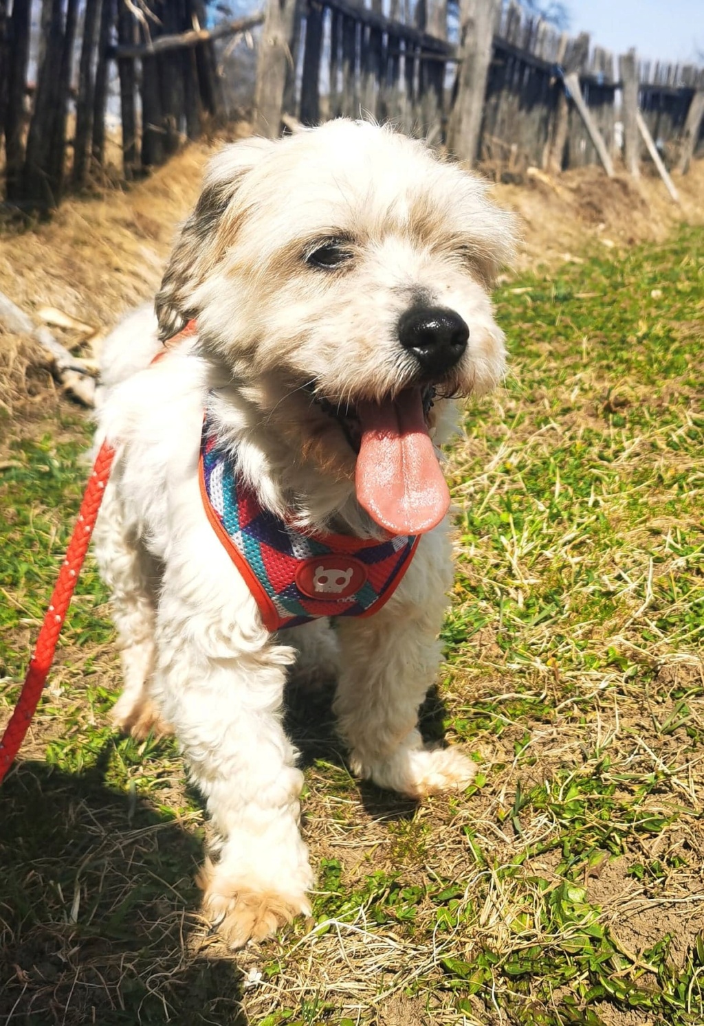 AXY (ex AXYY) - mâle, de petite taille, né environ en août 2014 - En FA à Tergu Neamt (Roumanie) - Adopté par Maria (69)  27743810