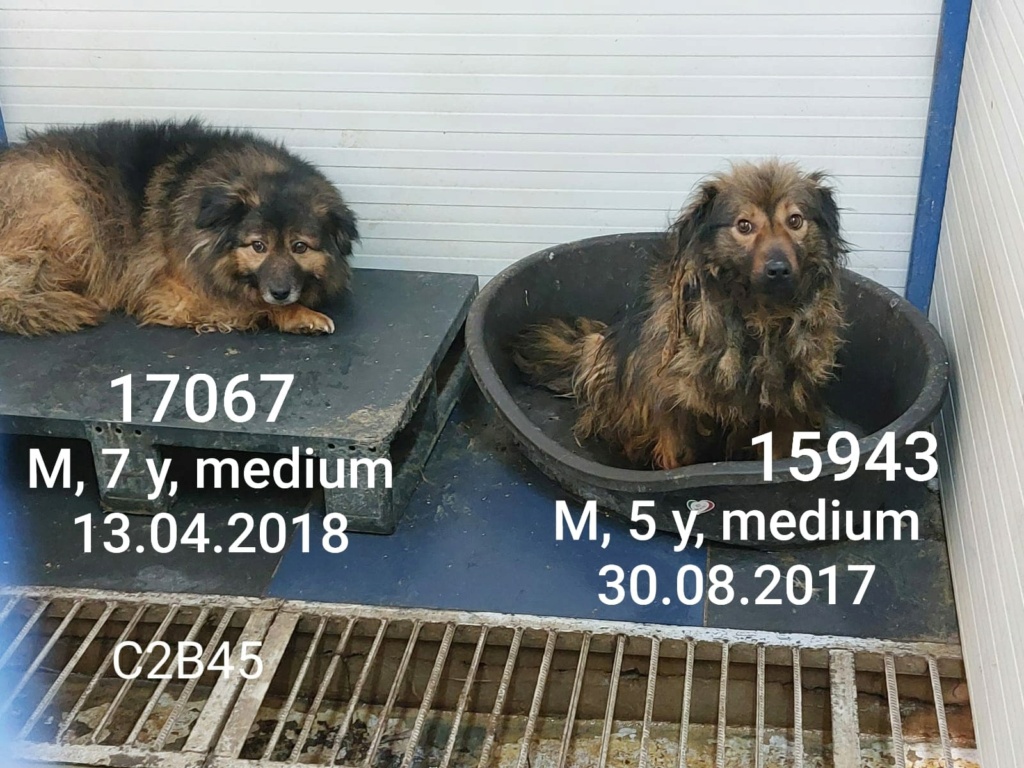 BROWNI (ex CLOVIS) - mâle, de taille moyenne - né environ en avril 2015 (fourrière à Mihailesti) - En pension au centre RM (Pascani) - Adopté par Jenny (61)  27759410