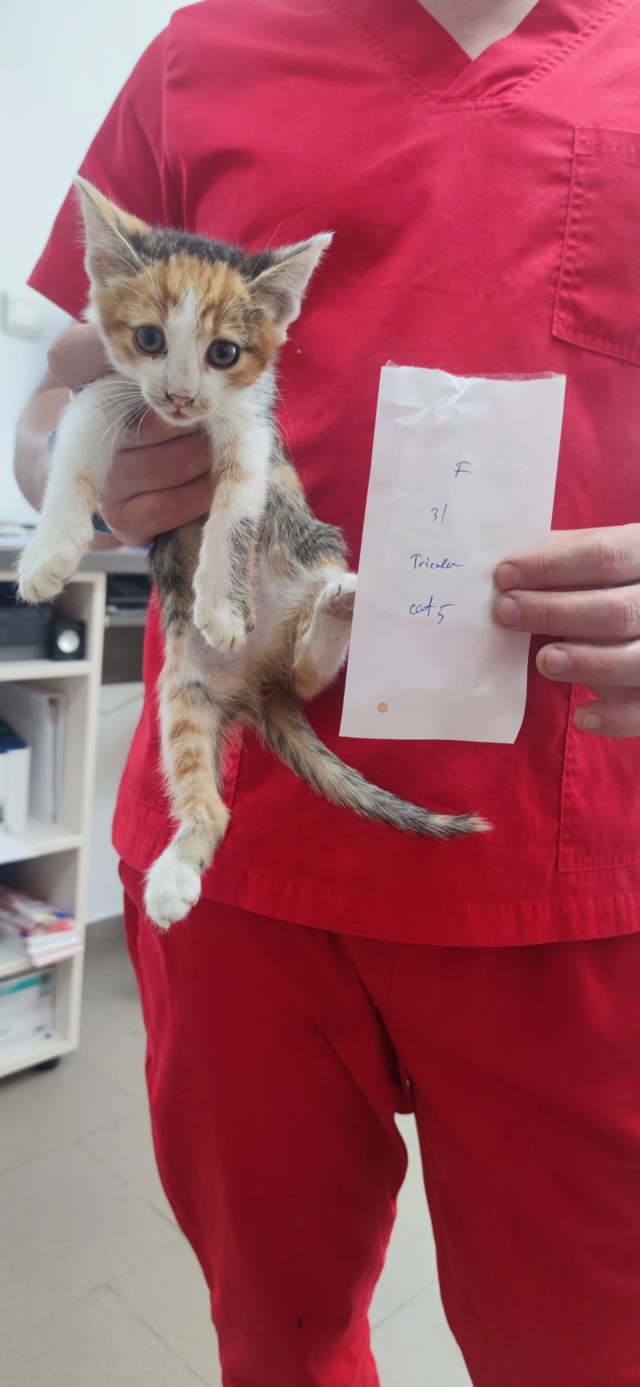CRAKINE - chaton femelle, née environ en février 2022 - À la clinique de Lucian (Roumanie) - Adoptée par Guillaume (92)  28111410