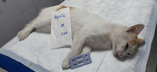 PAPAIA - chat mâle, né environ en avril 2020 - À la clinique de Lucian (Roumanie) - REMEMBER ME LAND - Adopté par Sophie (39) 28158710