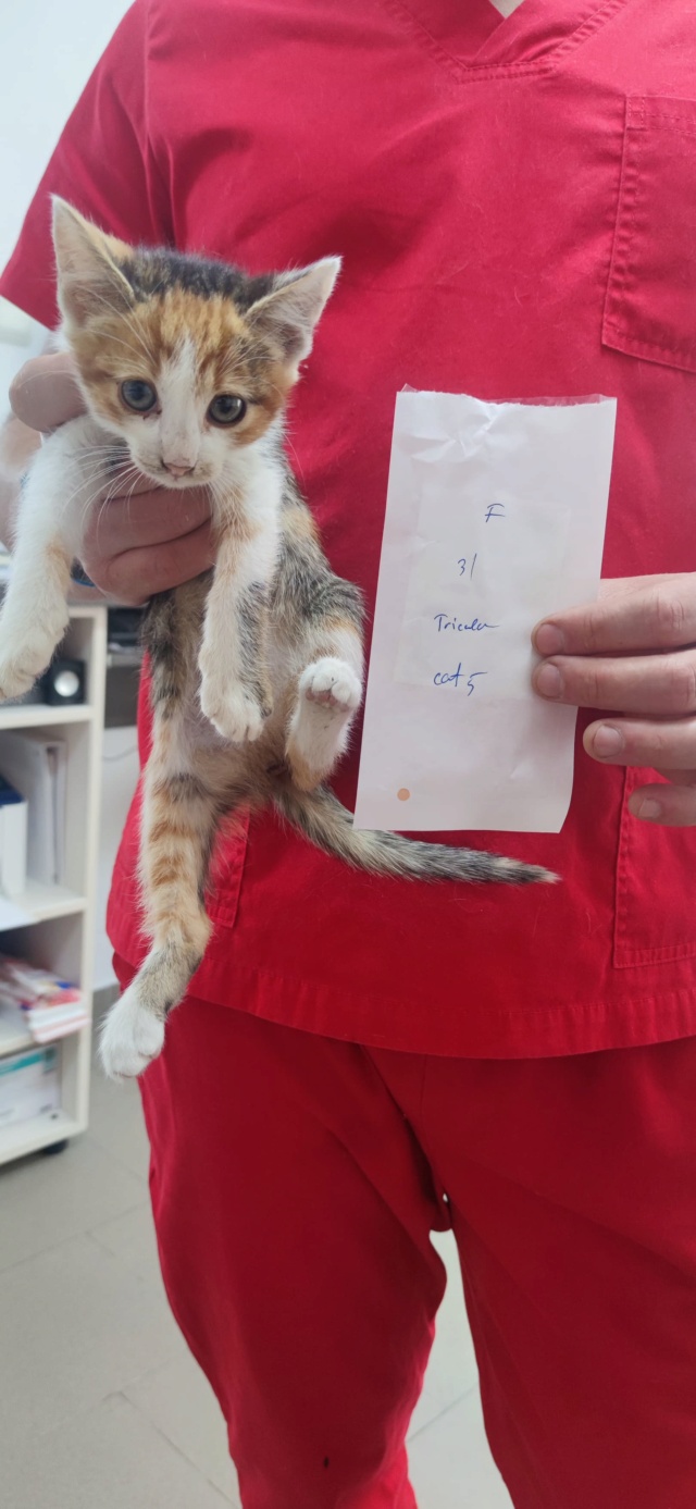 CRAKINE - chaton femelle, née environ en février 2022 - À la clinique de Lucian (Roumanie) - Adoptée par Guillaume (92)  28190410