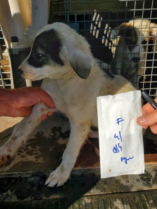 MAYA (ex LAYA) - chiot femelle, de taille moyenne à l'âge adulte - née environ en janvier 2022 - REMEMBER ME LAND - Adoptée par Sandrine (21)  28345910