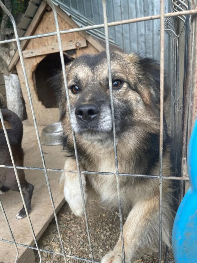 GEORGE - mâle, de taille moyenne - né environ en novembre 2018 - Au refuge de Carmina (Roumanie) - Réservé adoption par Sylvie (77) /DÉCÉDÉ  28355010