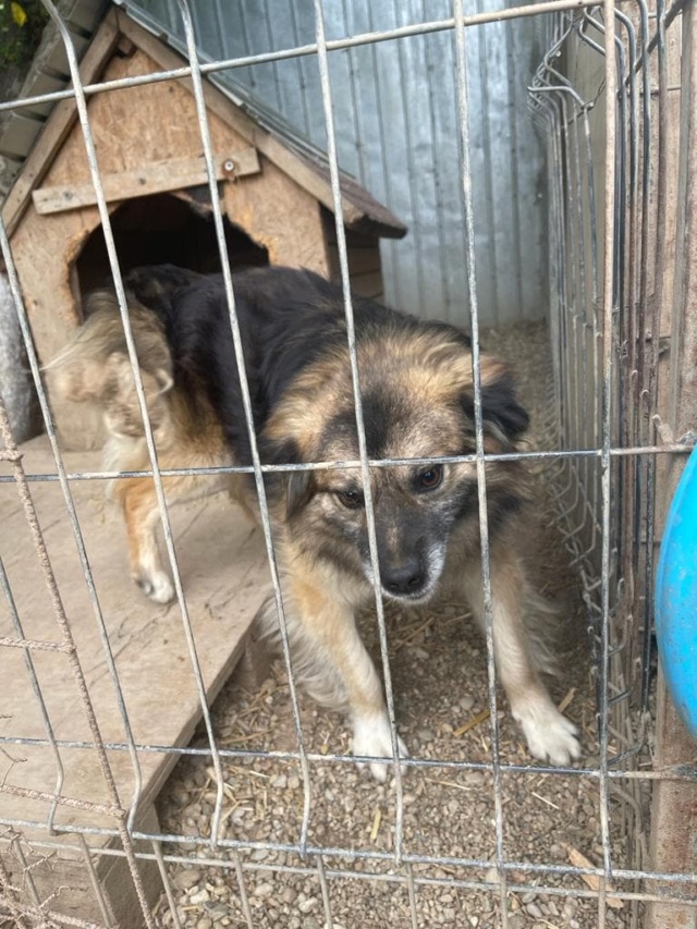 GEORGE - mâle, de taille moyenne - né environ en novembre 2018 - Au refuge de Carmina (Roumanie) - Réservé adoption par Sylvie (77) /DÉCÉDÉ  28377610