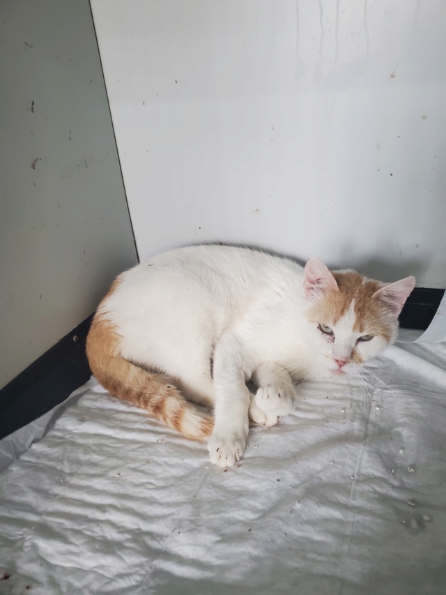 DIABLO - chat mâle, né environ en mai 2017 - REMEMBER ME LAND 28420210