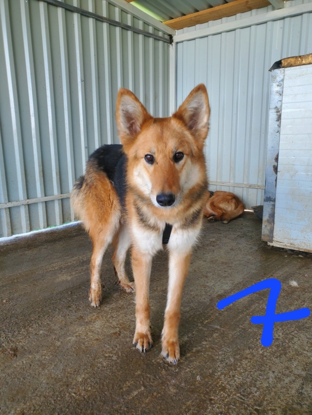 FOXY - mâle, de taille moyenne à grande, né environ en mai 2020 - En pension au centre RM (Pascani) - Adopté par Julie (84)  28476810