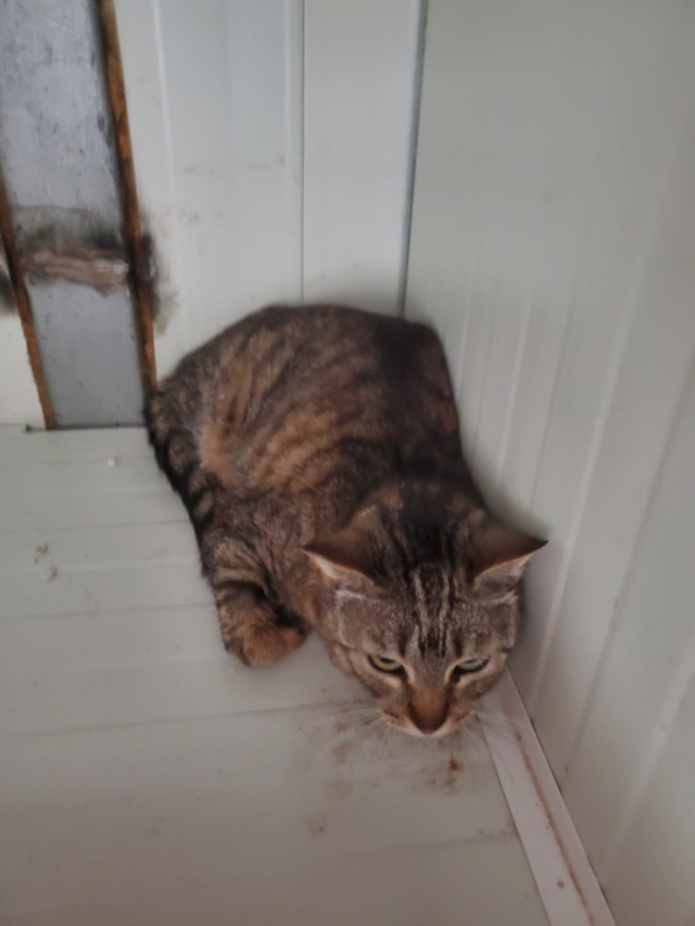 SLAVA (ex SHPROTICK) - chat mâle, né environ en mai 2019 (Ukraine) - Adopté par Valérie en Belgique- décédé 28508210