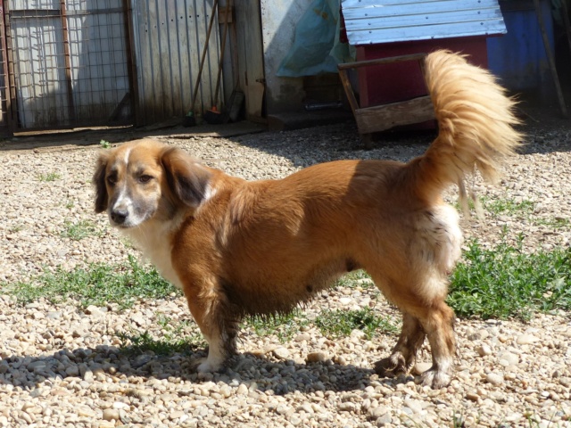 MILLY - femelle, de petite taille - née environ en avril 2017 - Au refuge de Carmina (Roumanie) - Adoptée par Nicole (1400 - Belgique)  28911710