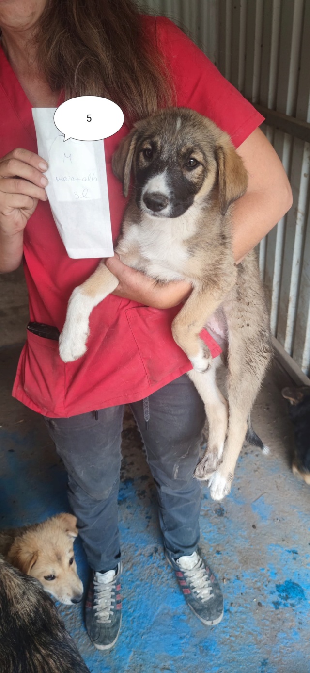 MILO (ex CANTERBURY) - chiot mâle, de taille moyenne à l'âge adulte - né environ en mars 2022 - REMEMBER ME LAND - Adopté par Maeva (76)  28961210