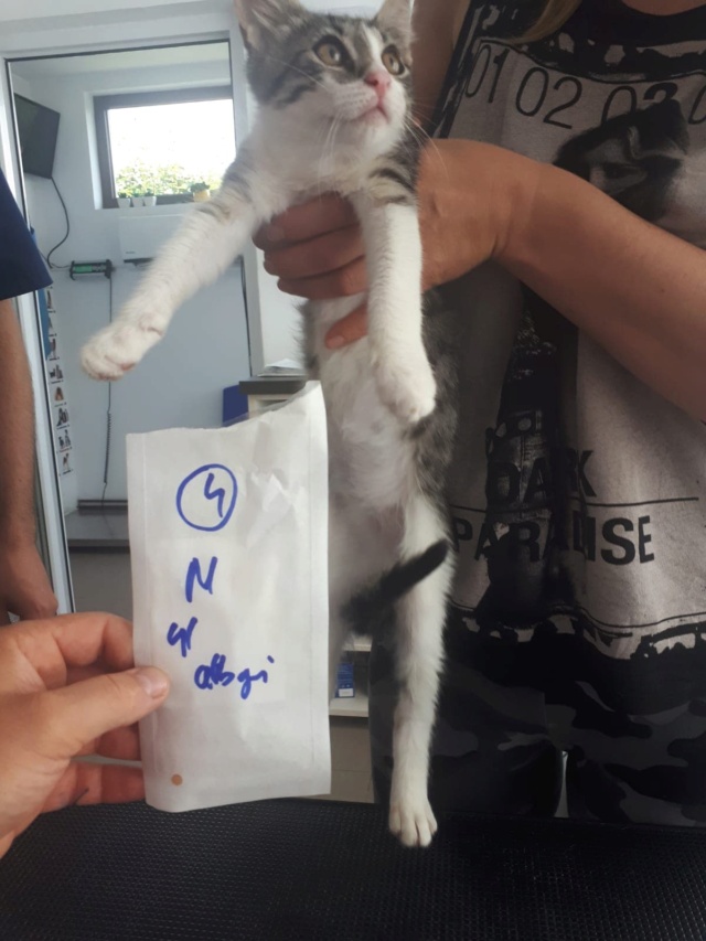 CALYS (ex HARRY) - chaton mâle, né environ en mars 2022 - En FA chez Oana à Pascani (Roumanie) - Adopté par Laura (depart21) 29082710