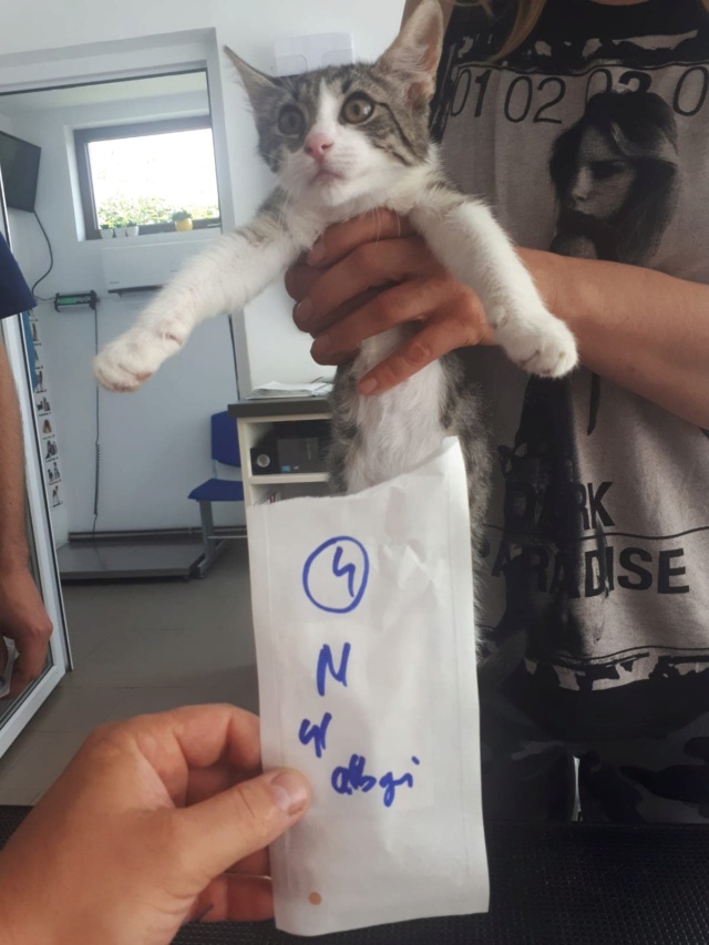 CALYS (ex HARRY) - chaton mâle, né environ en mars 2022 - En FA chez Oana à Pascani (Roumanie) - Adopté par Laura (depart21) 29141910