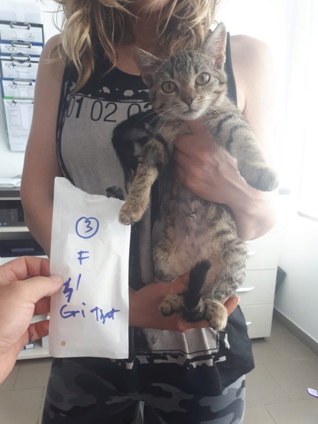 HERMIONE - chat femelle, née environ en mars 2022 - En FA chez Oana à Pascani (Roumanie) 29142710