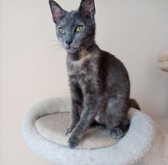 SILVIE , chat femelle, née environ en janvier 2022 - en FA chez Gina (Targu Neamt) - adoptée en Roumanie 29211110