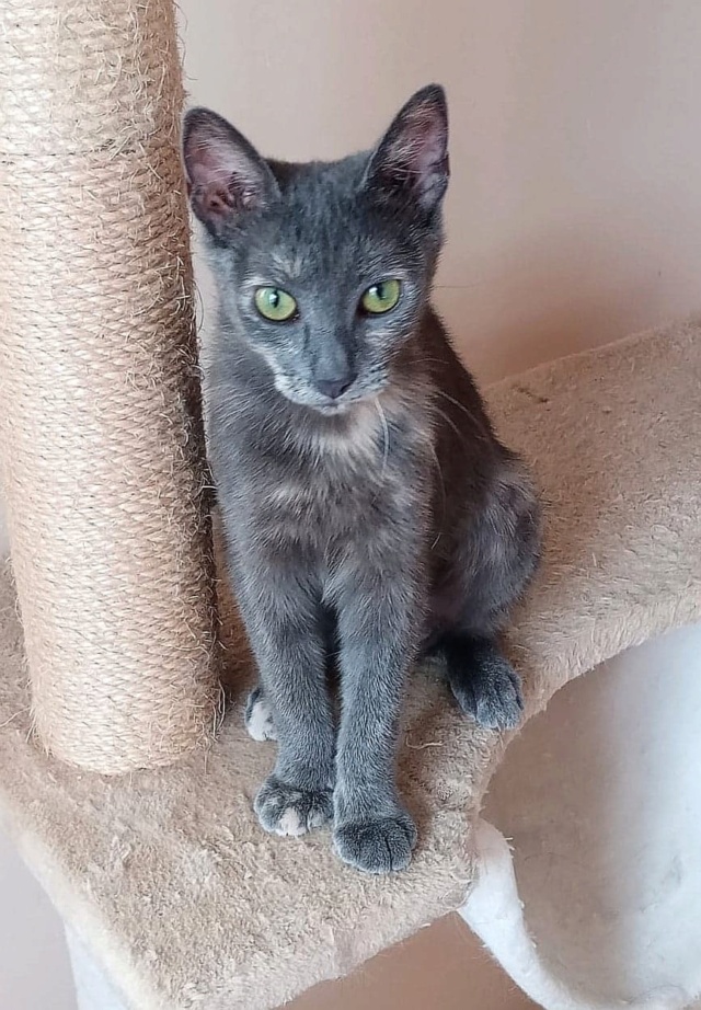 SILVIE , chat femelle, née environ en janvier 2022 - en FA chez Gina (Targu Neamt) - adoptée en Roumanie 29235010