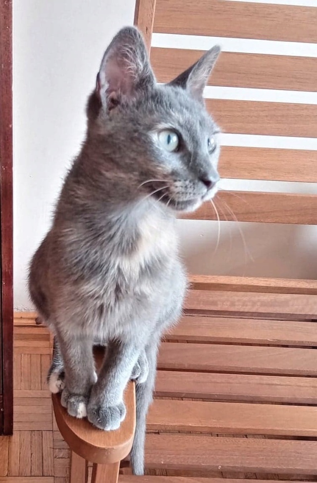 SILVIE , chat femelle, née environ en janvier 2022 - en FA chez Gina (Targu Neamt) - adoptée en Roumanie 29237010