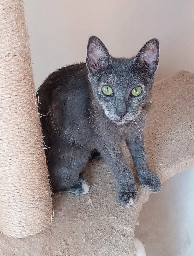 SILVIE , chat femelle, née environ en janvier 2022 - en FA chez Gina (Targu Neamt) - adoptée en Roumanie 29238610