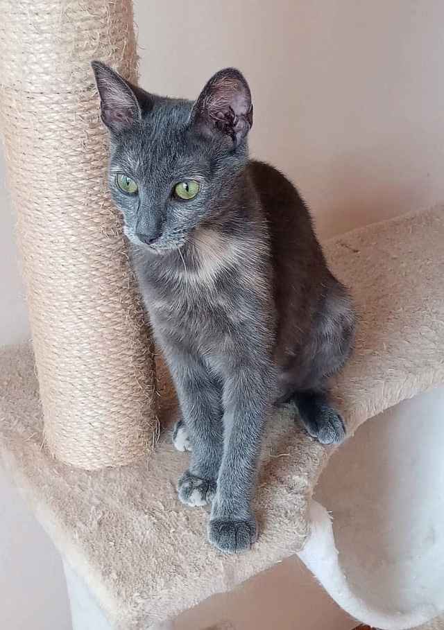 SILVIE , chat femelle, née environ en janvier 2022 - en FA chez Gina (Targu Neamt) - adoptée en Roumanie 29304010