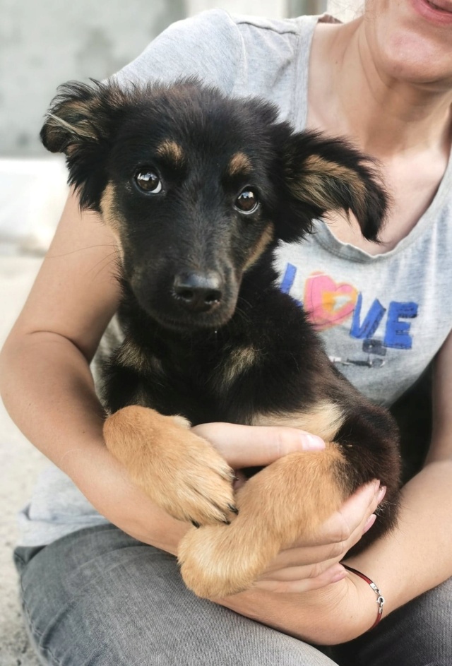 CHICCA - chiot femelle, de taille moyenne à l'âge adulte - née environ en mars 2022 - en FA chez Gina à Tergu Neamt (Roumanie) - Adoptée par Isis (69)  29311310