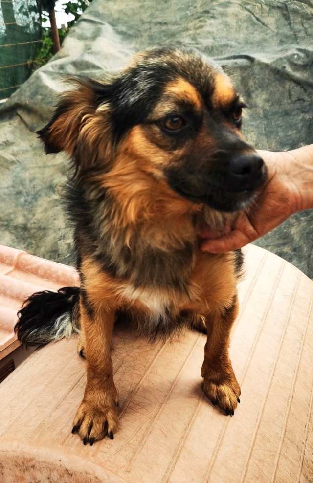 JUDY (ex MELODY) - femelle, de petite taille - née environ en mars 2021 - En FA chez Gina à Tergu Neamt (Roumanie) -  Adoptée par Chloe (77)  29347210