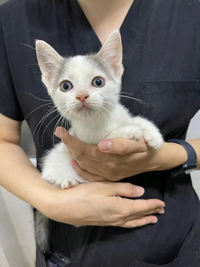 DINAH (ex MEDEA) - chaton femelle, née environ en avril 2022 - A la clinique de Mircea (Roumanie) - EN FA CHEZ ABYSSE (92) - ADOPTEE PAR SANDRINE (94) 29354410