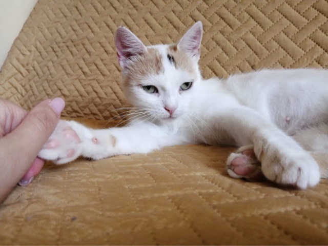 IRIS - chat femelle, née environ en juillet 2019 - Adoptée en Roumanie 29398910