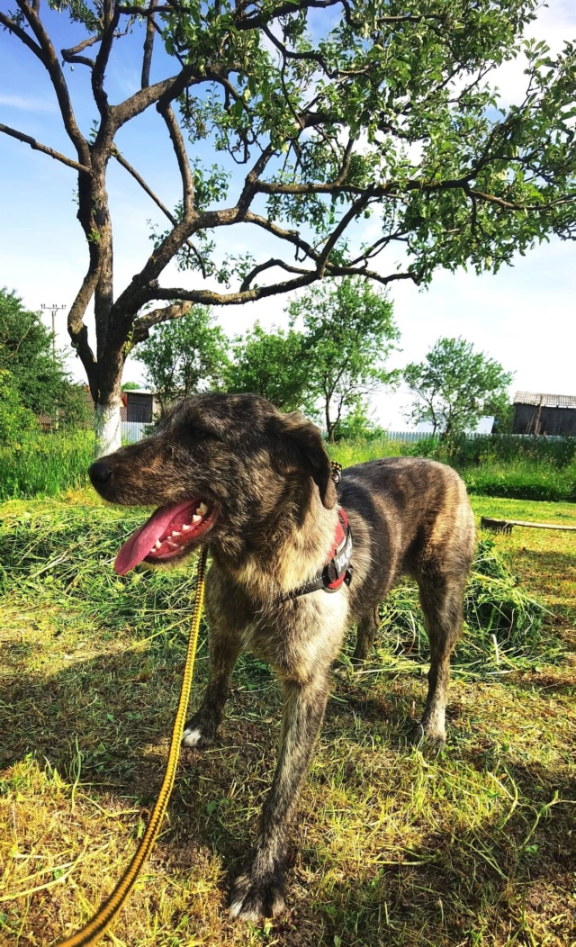 GINA (ex DHALIA) - chiot femelle, de taille moyenne à l'âge adulte, née environ en septembre 2021 - En FA chez Gina à Tergu Neamt (Roumanie) - Adoptée par Alice (92)  29437210