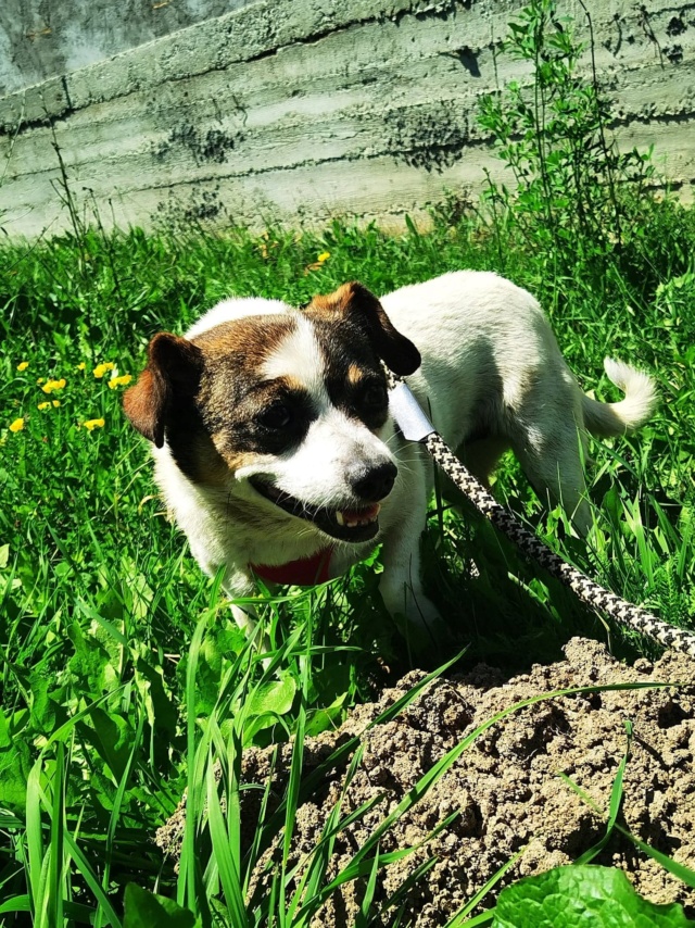 HERA (ex CAPRI) - femelle, de petite taille - née environ en avril 2012 - En FA chez Gina à Tergu Neamt (Roumanie) - Adoptée par Louanne (54)  29444311