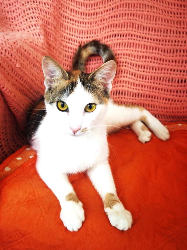 FELI - chat femelle - née environ en février 2021 - Au refuge chez Gina à Tergu Neamt (Roumanie) - adoptée en Roumanie 29477810