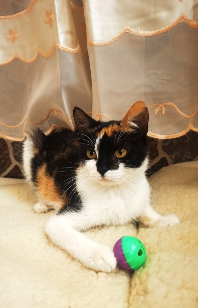PIXIE - chaton femelle, née environ en janvier 2022 - En FA chez Gina à Tergu Neamt (Roumanie) - adoptée en Roumanie 29505911