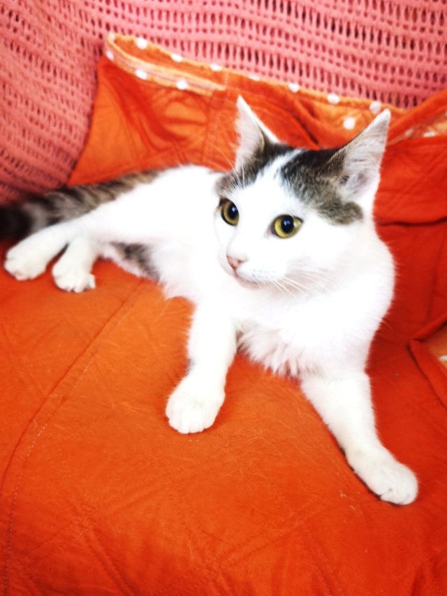 SIYA - chat femelle, née environ en juillet 2021 - En FA chez Gina à Tergu Neamt (Roumanie) - Adoptée par Dorra (92)  29514110
