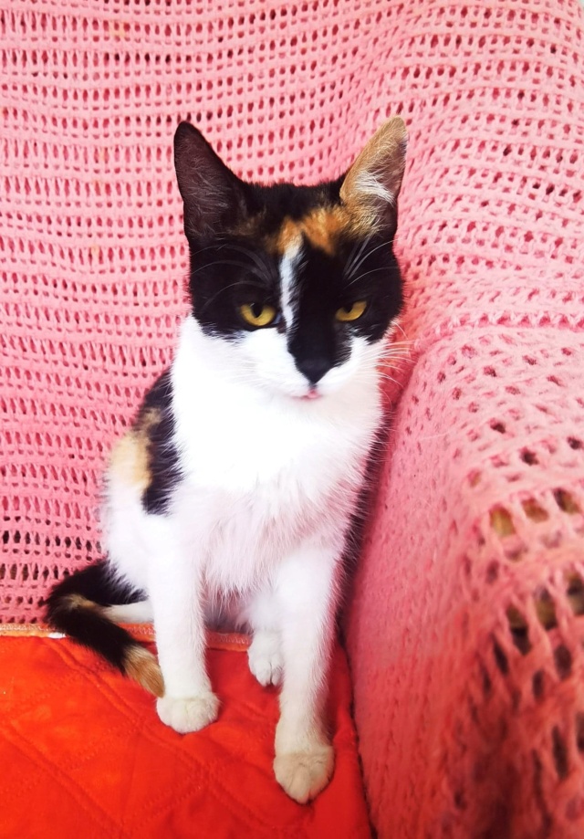 PIXIE - chaton femelle, née environ en janvier 2022 - En FA chez Gina à Tergu Neamt (Roumanie) - adoptée en Roumanie 29522210