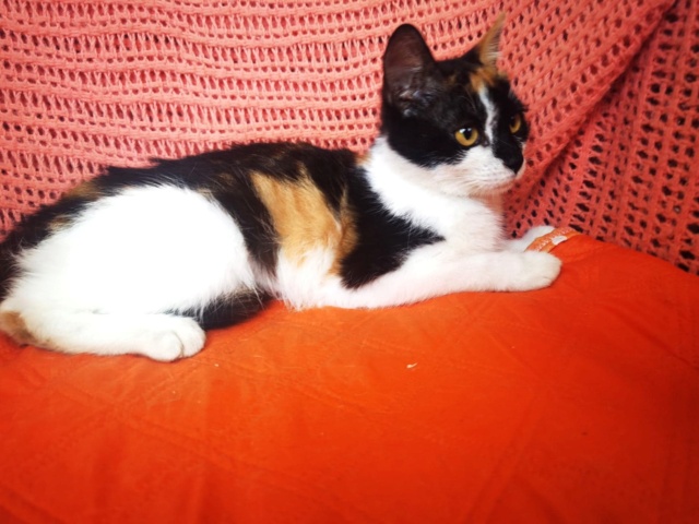 PIXIE - chaton femelle, née environ en janvier 2022 - En FA chez Gina à Tergu Neamt (Roumanie) - adoptée en Roumanie 29523110