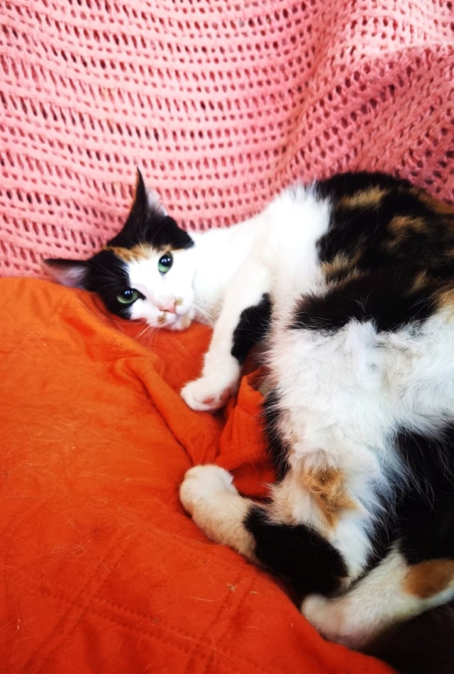 DAISY (ex AILEEN) - chaton femelle, née environ en janvier 2022 - En FA chez Gina à Tergu Neamt (Roumanie) - Adoptée par Thomas (75)  29525610