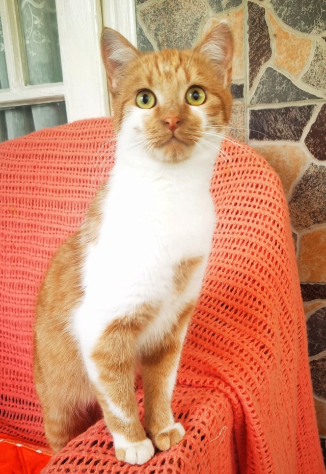 SMITH (ex WHISKEY) - chaton mâle, né environ en décembre 2021 - En FA chez Gina à Tergu Neamt (Roumanie) - Adopté par Lola (75)  29528310