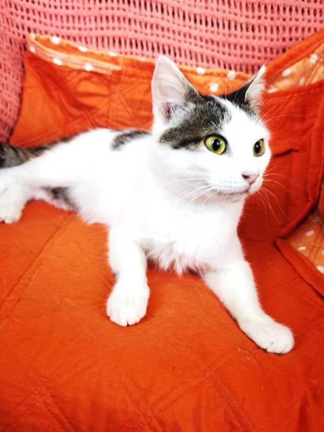SIYA - chat femelle, née environ en juillet 2021 - En FA chez Gina à Tergu Neamt (Roumanie) - Adoptée par Dorra (92)  29528311