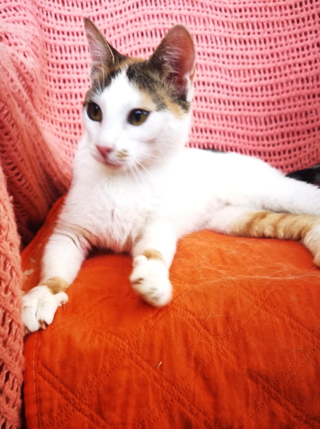 FELI - chat femelle - née environ en février 2021 - Au refuge chez Gina à Tergu Neamt (Roumanie) - adoptée en Roumanie 29531210