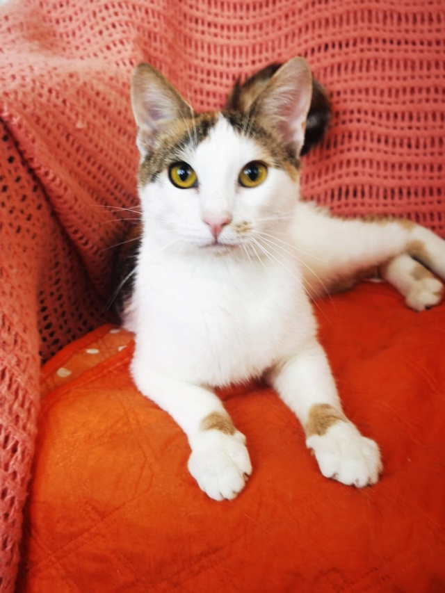 FELI - chat femelle - née environ en février 2021 - Au refuge chez Gina à Tergu Neamt (Roumanie) - adoptée en Roumanie 29541211