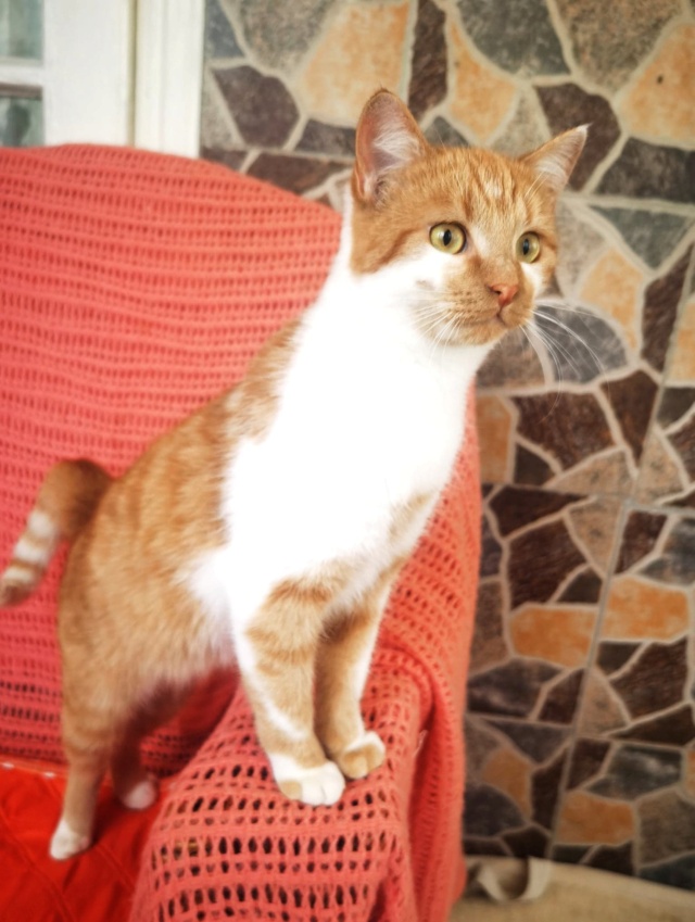 SMITH (ex WHISKEY) - chaton mâle, né environ en décembre 2021 - En FA chez Gina à Tergu Neamt (Roumanie) - Adopté par Lola (75)  29552510