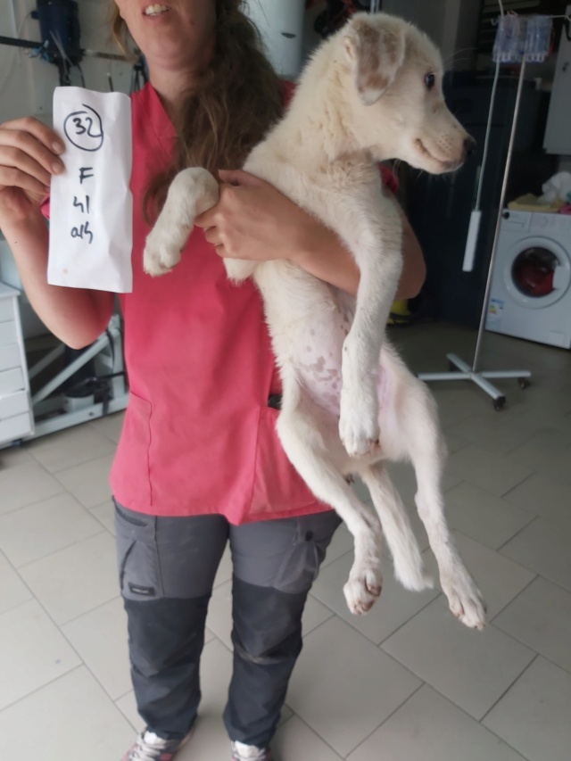 KALI (ex DARNA) - chiot femelle, de taille moyenne à l'âge adulte - née environ en mars 2022 - REMEMBER ME LAND - Adoptée par Olivia (1300 - Belgique)  29557410