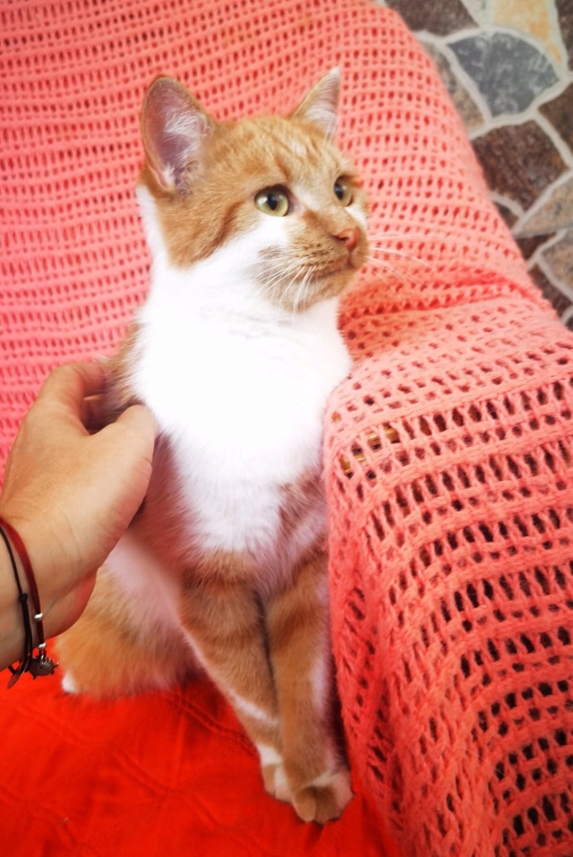 SMITH (ex WHISKEY) - chaton mâle, né environ en décembre 2021 - En FA chez Gina à Tergu Neamt (Roumanie) - Adopté par Lola (75)  29581711