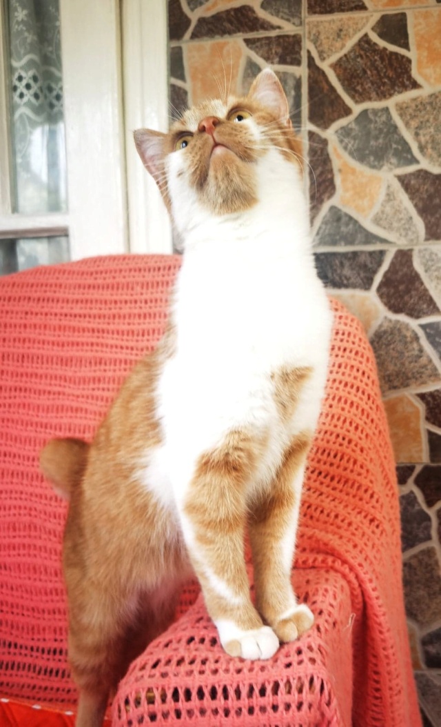 SMITH (ex WHISKEY) - chaton mâle, né environ en décembre 2021 - En FA chez Gina à Tergu Neamt (Roumanie) - Adopté par Lola (75)  29590110