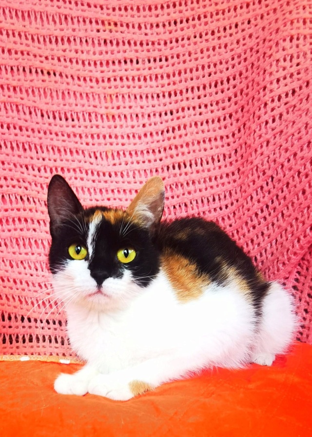 PIXIE - chaton femelle, née environ en janvier 2022 - En FA chez Gina à Tergu Neamt (Roumanie) - adoptée en Roumanie 29606210