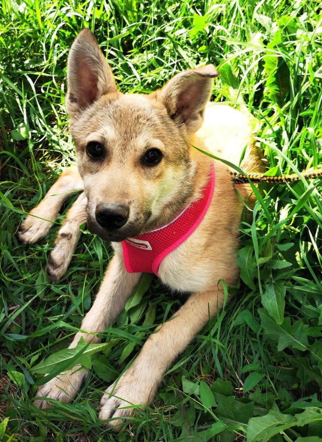 LOU (ex BEBE) - chiot femelle, de taille moyenne à l'âge adulte - née environ en janvier 2022 - en FA chez Gina à Tergu Neamt (Roumanie) - Adoptée par Mylène et Paul (26)  29614210