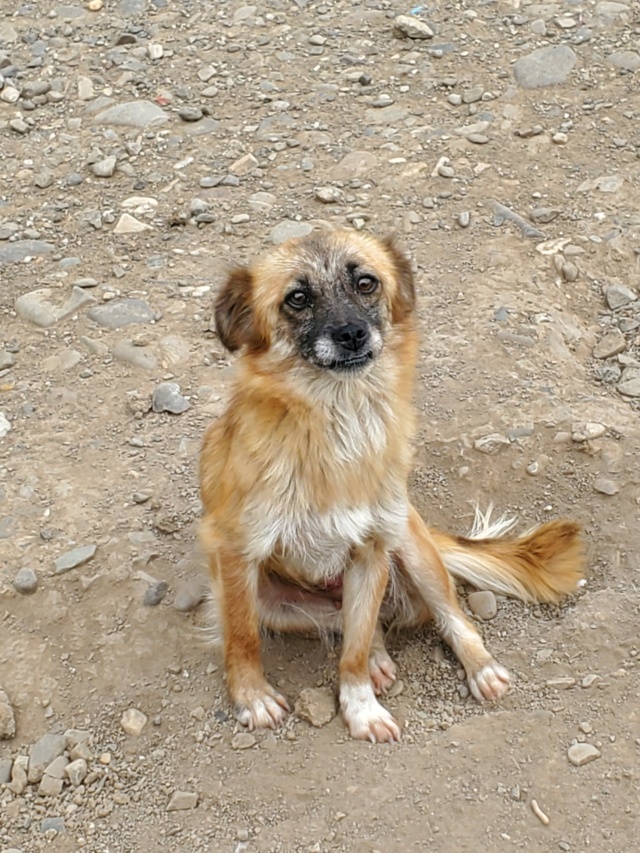 ROMY (ex KIRSTEN) - femelle, de petite taille - née environ en juin 2019 - REMEMBER ME LAND - Adoptée par Isabelle (69)  29640810