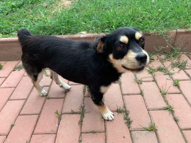 SALEM (ex VICKY) - chiot femelle, de petite taille à l'âge adulte - née environ en décembre 2021 -  En FA chez Gina à Tergu Neamt (Roumanie) - Adoptée par Céline (94)  29676310