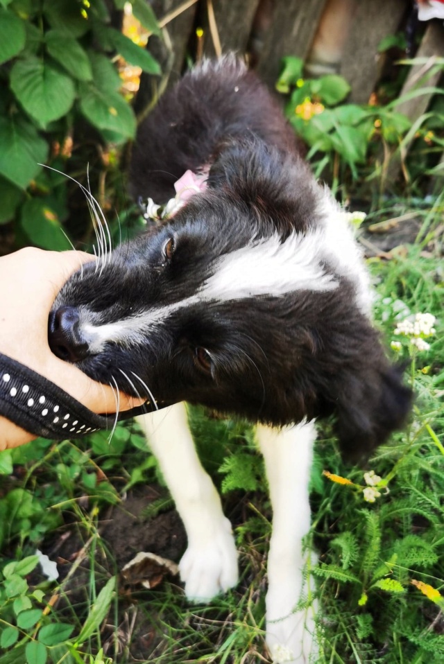 LUPINA (ex LOUPA) - chiot femelle, de taille petite à moyenne à l'âge adulte - née environ en avril 2022 - en FA chez Gina à Tergu Neamt (Roumanie) - Adoptée par Martine (28)  29771510