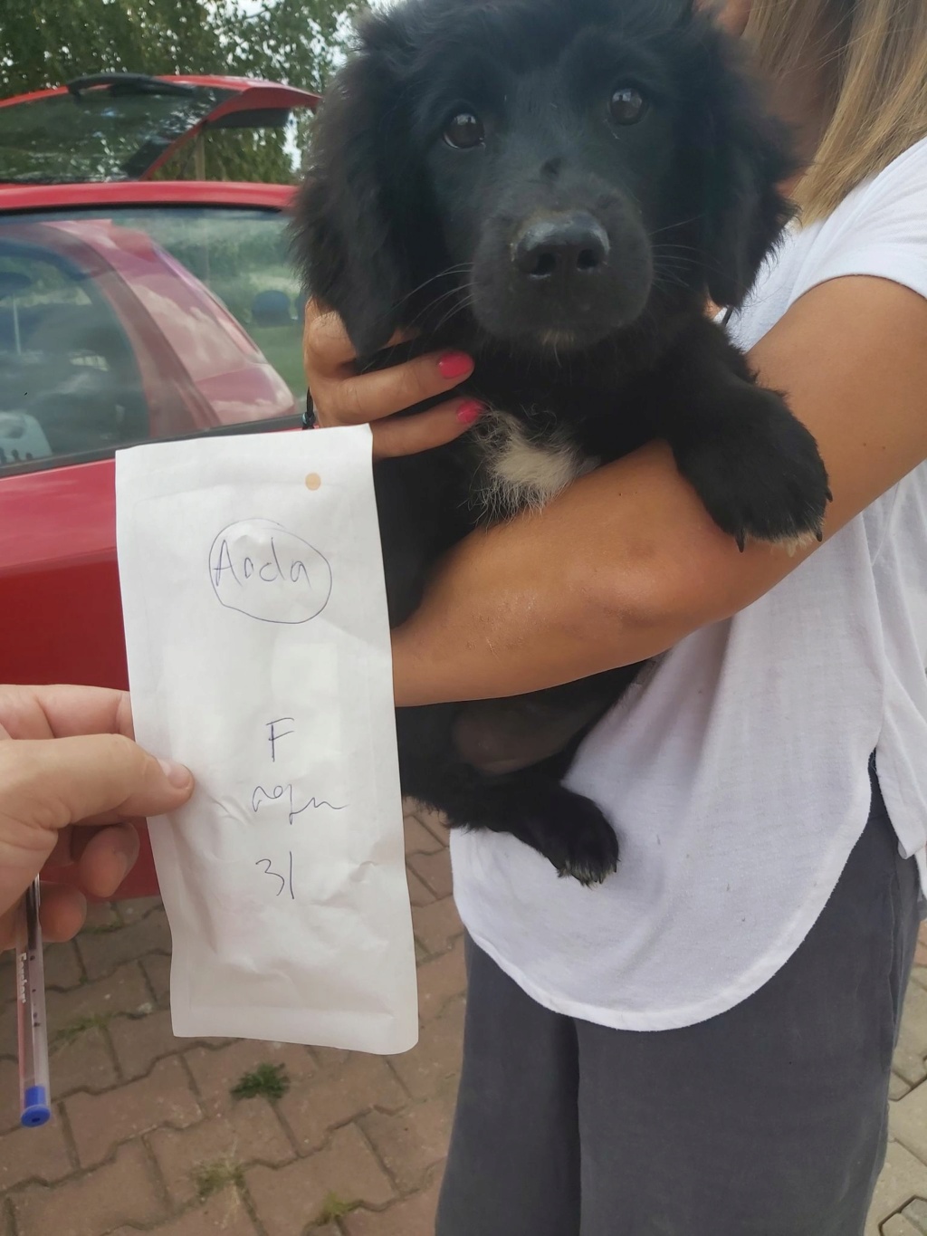 PALMYRE - chiot femelle, de taille moyenne à l'âge adulte - née environ en mai 2022 - au centre RM (Pascani)/DÉCÉDÉE  30014310